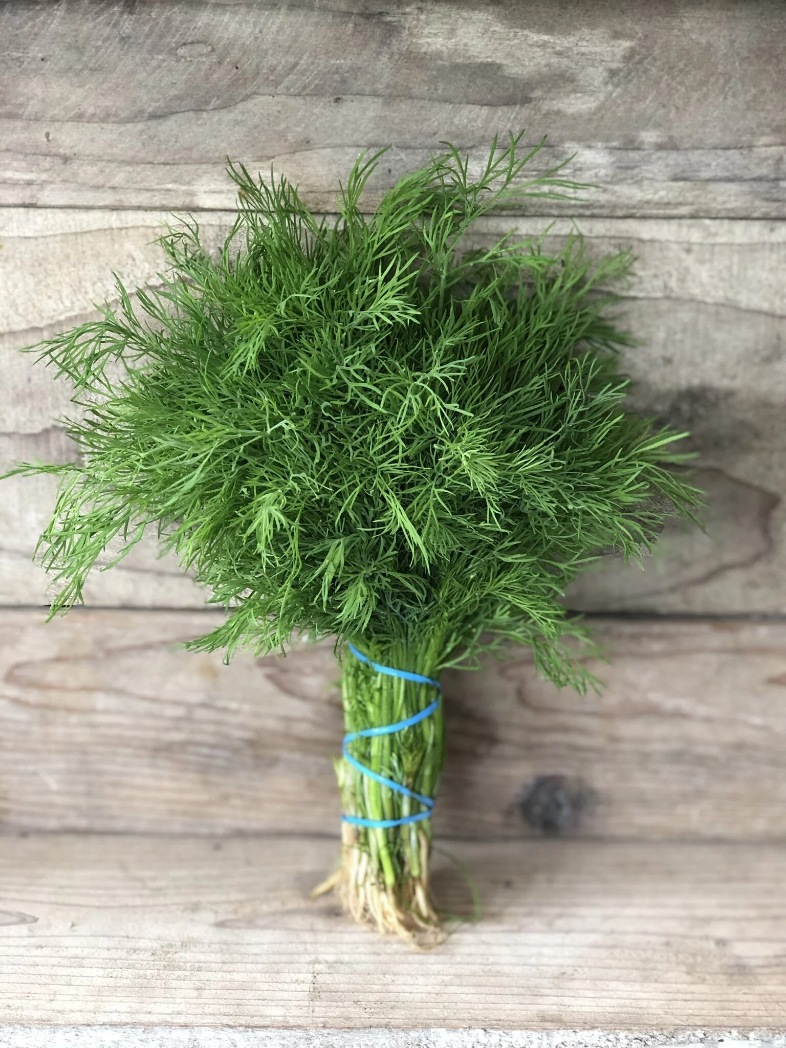 Dill 100g